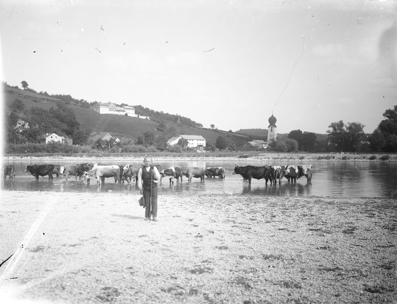 Nicht selten mussten Kinder die Kühe hüten, wie hier auf der Fotografie zu sehen ist, die an der Donau bei Weltenburg entstand. 